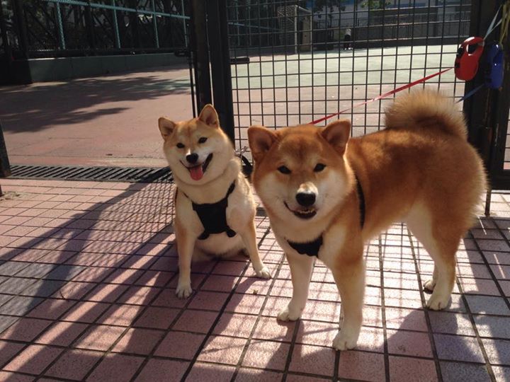 深海蓝与烈焰红,厄德高在混沌德比中雕刻的宁静