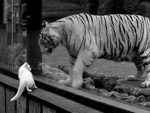 开云体育中国-当当代伦纳德降临意甲，他用72分钟终结所有悬念