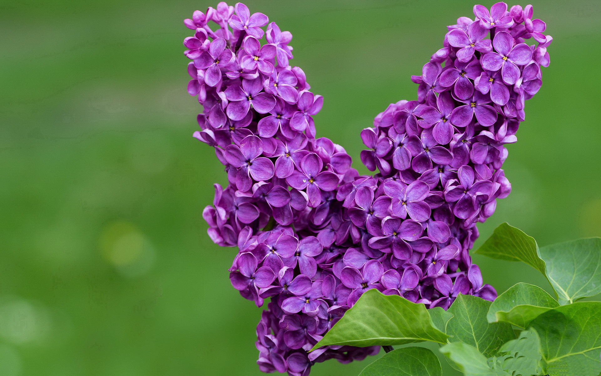 开云体育平台APP-血脉深处流淌的是硬仗基因，小贾伦与他的总决赛之夜