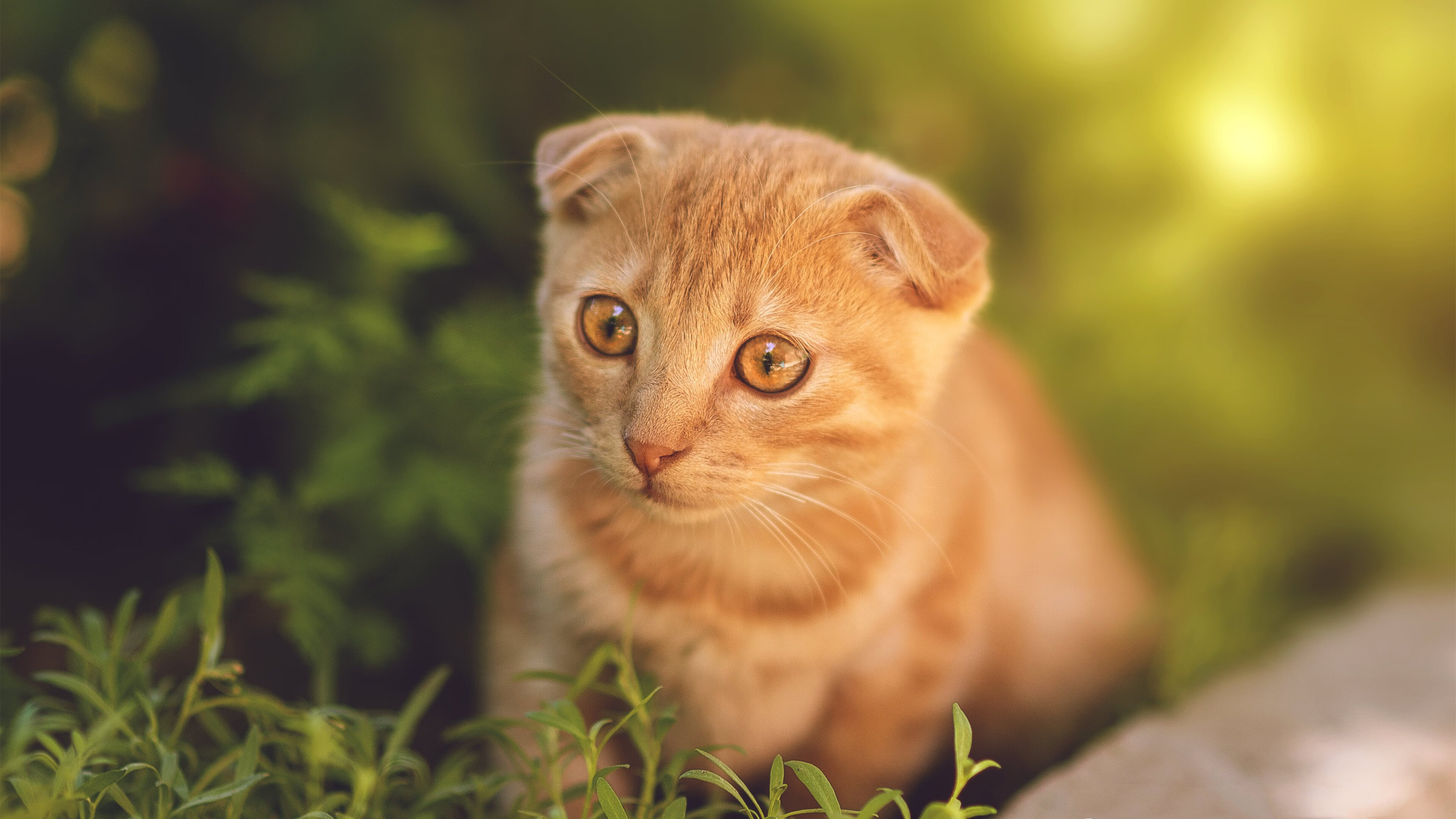 吉林奇迹夜,当拉文在东北的寒风中轰下57+10+12