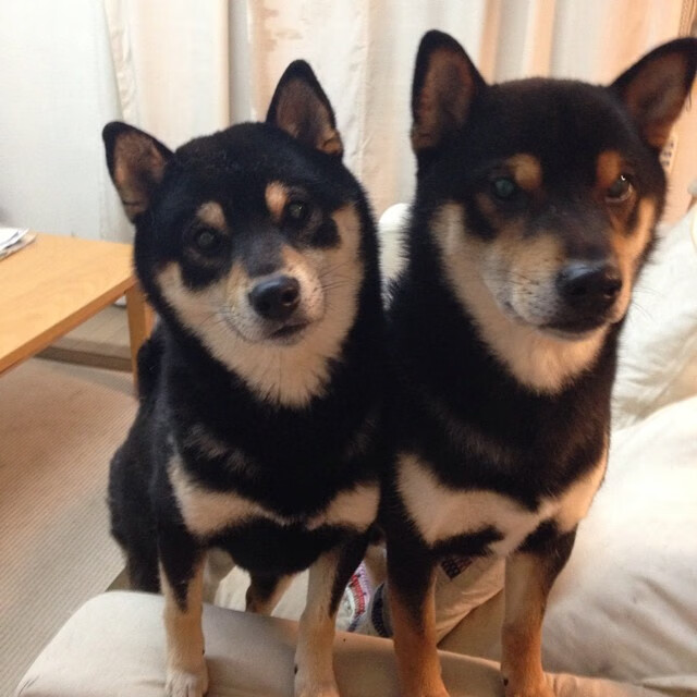 开云体育官网-雨夜惊雷，特奥连斩十一分撕裂奥运前夜寂静