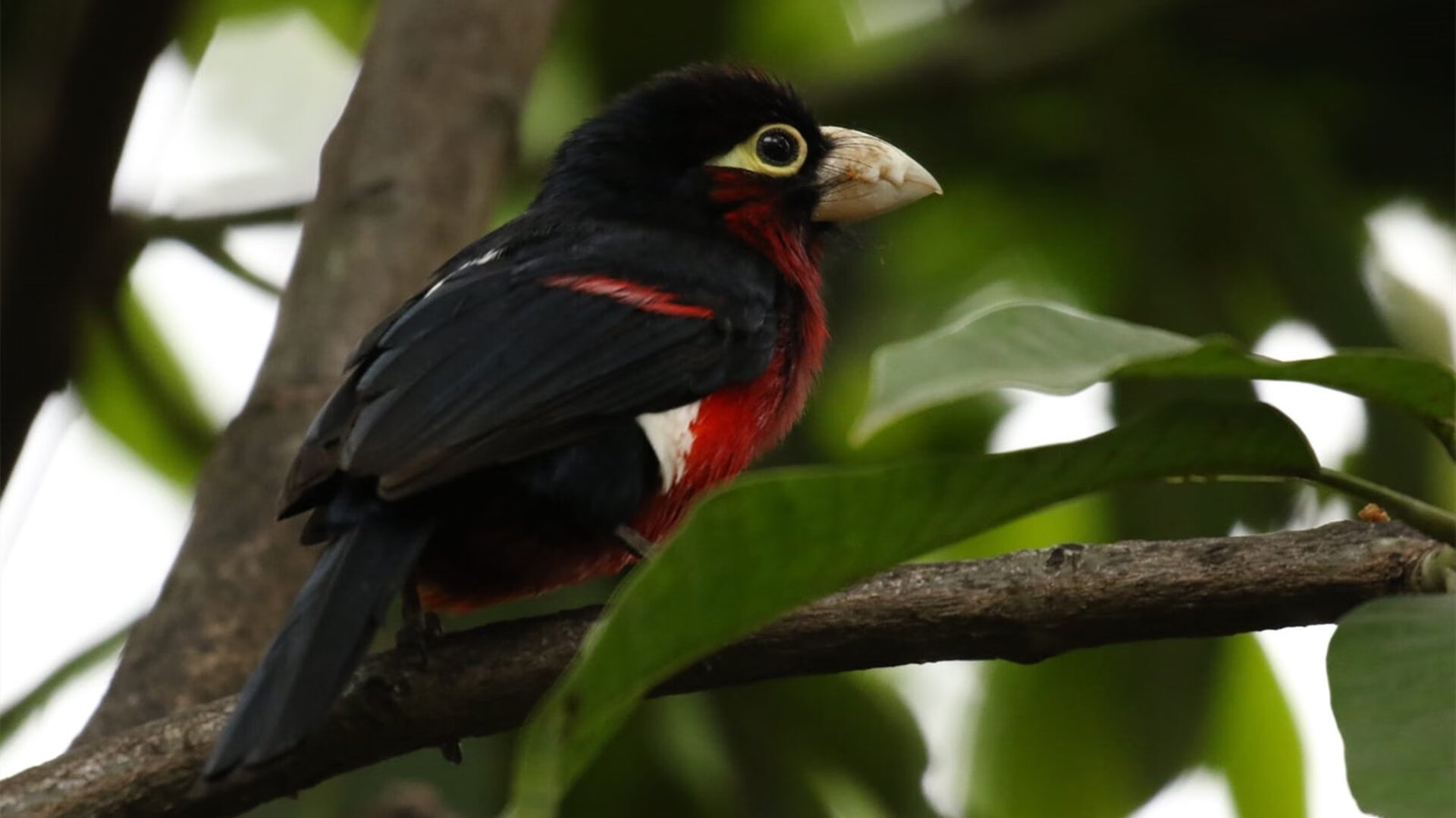 关键先生降临！戈麦斯独造三球导演逆转，贝蒂斯客场轻取拉齐奥