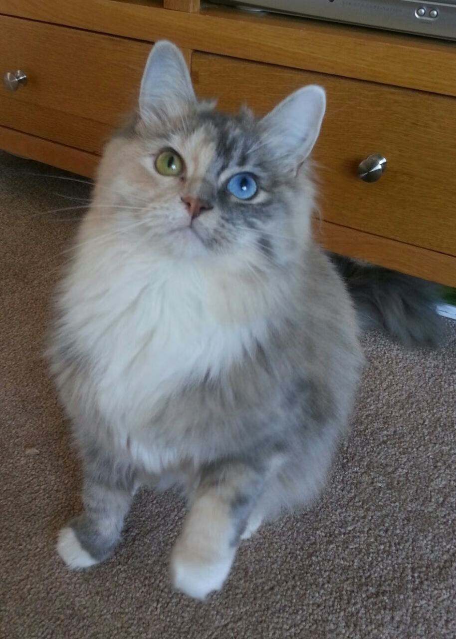 宿敌的新篇章，克莱·汤普森如何用三记封喉三分重写玫瑰花园的传奇