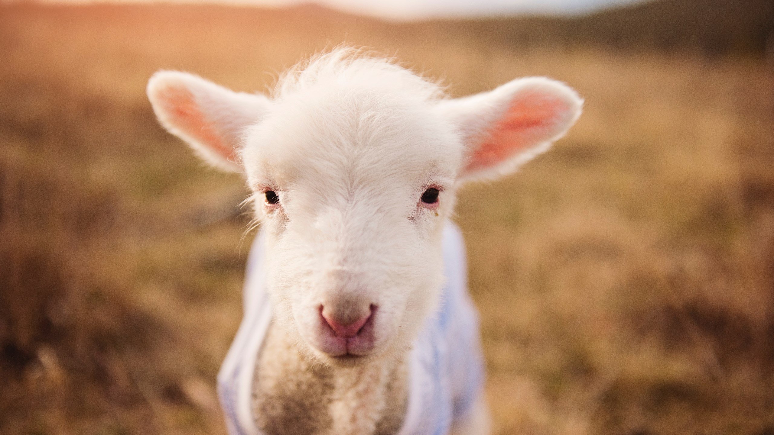 浓眉遮天蔽日，奇才绝境重生！生死战血性擒厦