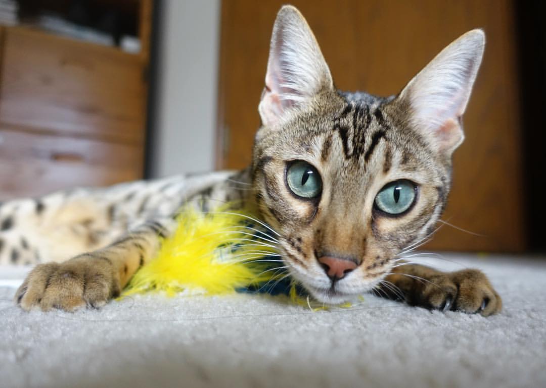 开云体育2026-月光下的三分剑，罗德里加时赛致命连线，三狮军团血战逆转郁金香