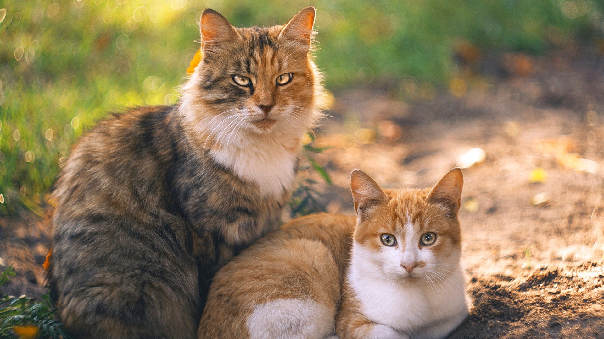 平行宇宙的惊雷，当东决关键战遇见皇家社会踏平皇马