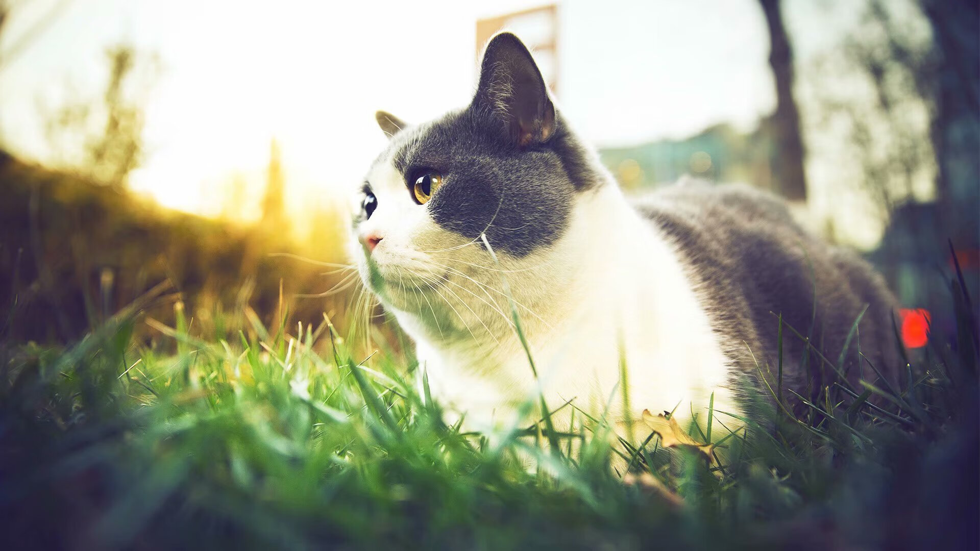 开云体育app-游戏机前哨战，当黄蜂绝杀公牛时，美加墨世界杯正上演最后一舞