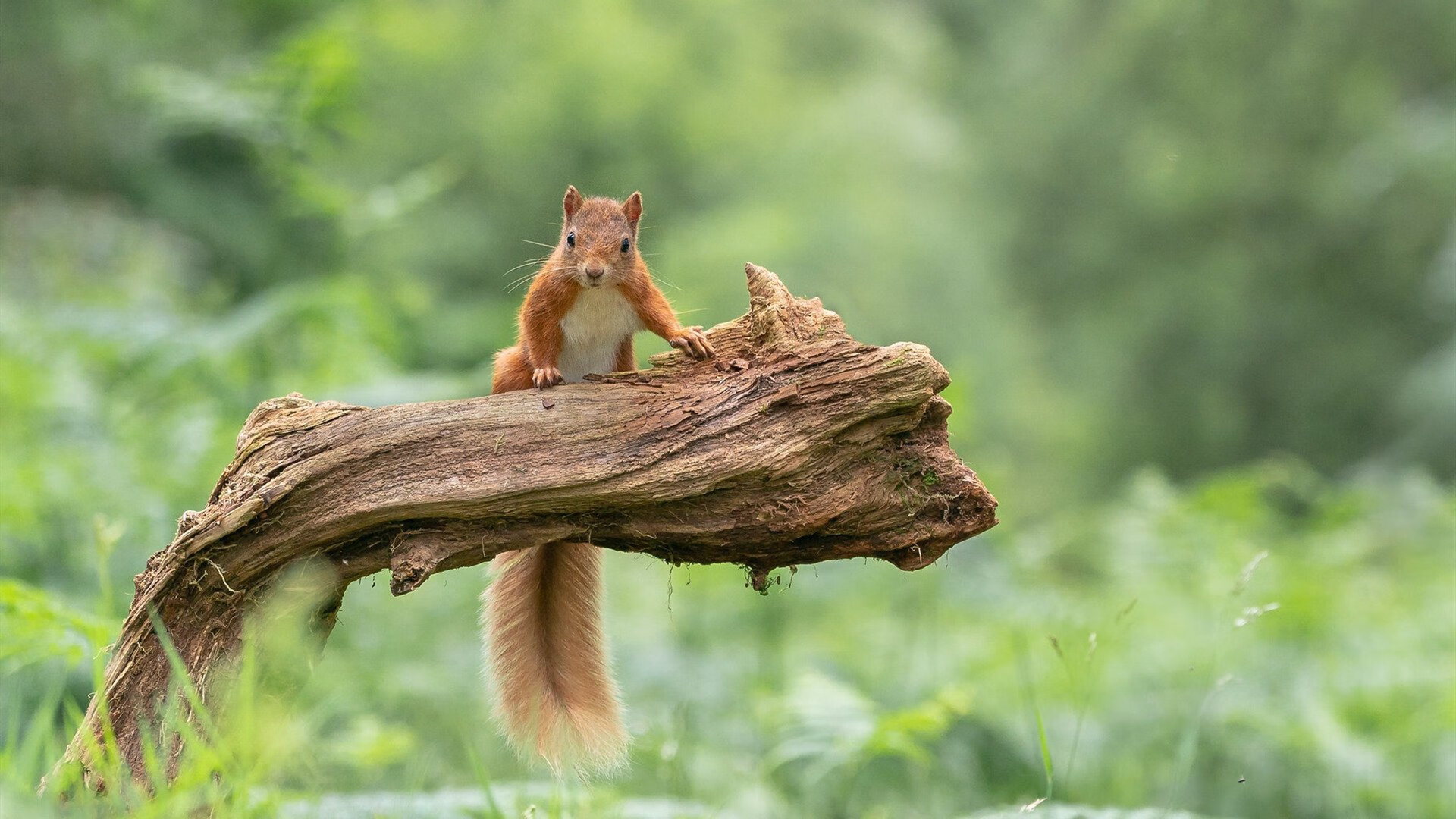 哈兰德爆发助挪威大捷，威尔士防守锁死荷兰—欧洲足坛的双重震撼