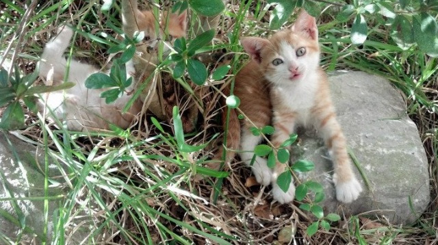 开云体育中国-速度与智慧，解密掘金如何以乔治为轴心，用攻防转换速胜爵士