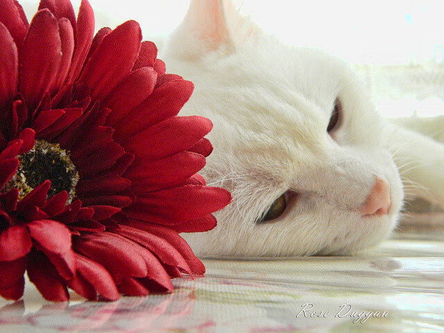 时间魔法与绿茵重写，哈弗茨引导葡萄牙完成历史复仇