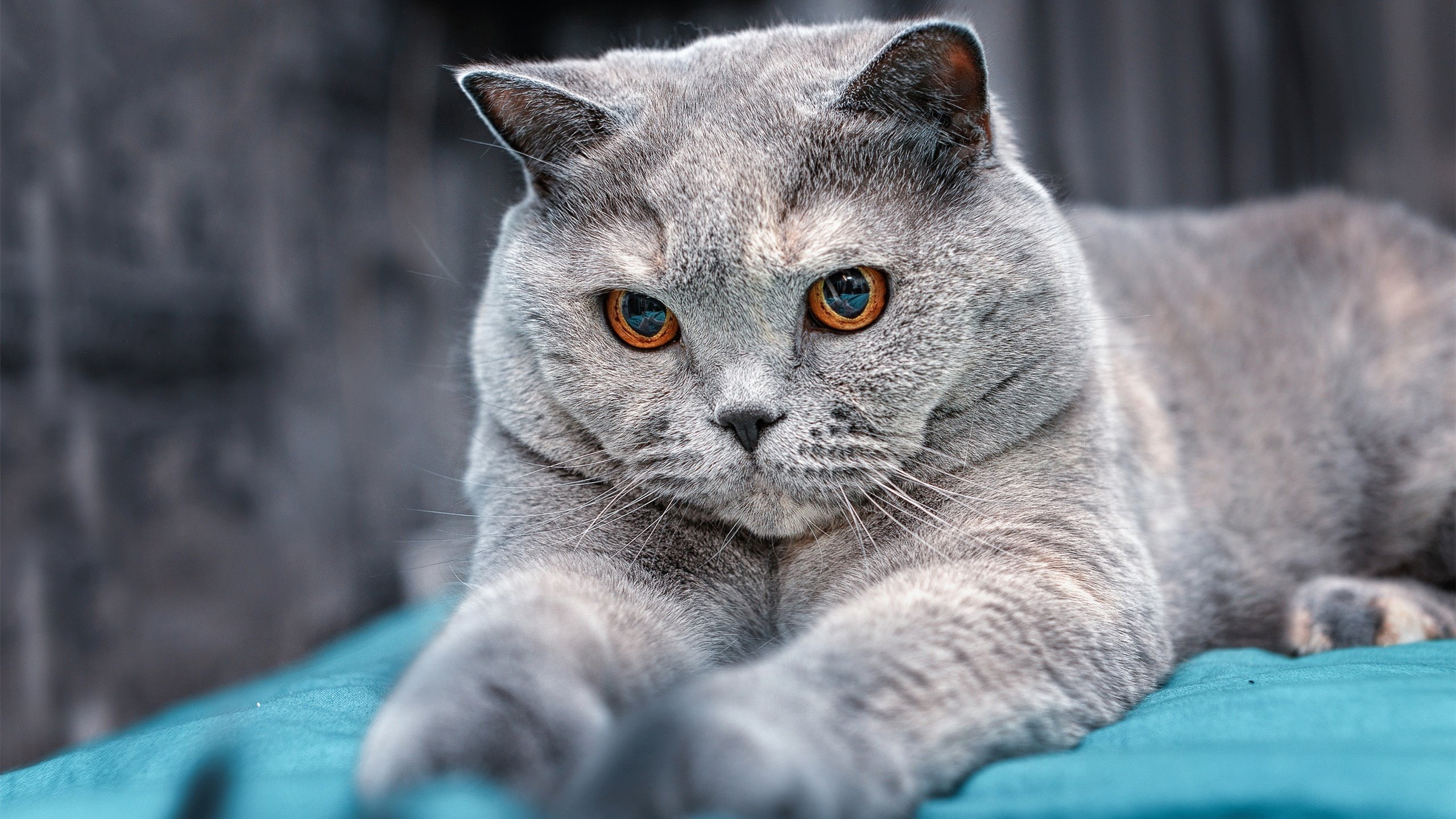 开云体育APP下载-涡轮增压与资本浪潮，当F1新锐风暴掀翻利物浦王朝的隐喻