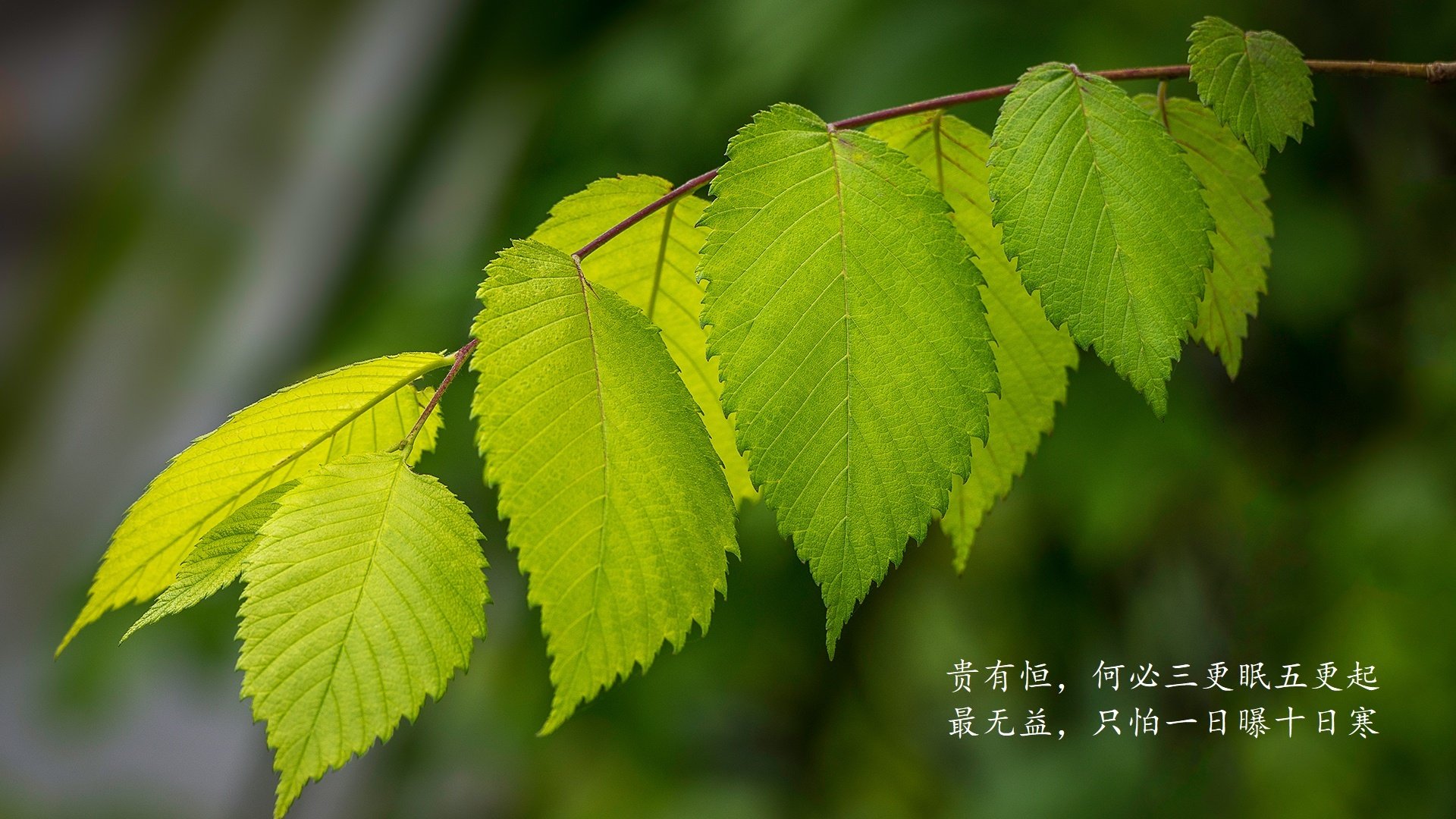 开云体育APP下载-红潮淹没暹罗湾，久保建英一锤定音，智利以钢铁节奏碾碎泰国防线
